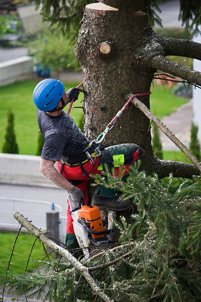 Best Commercial Tree Services  in Strawberry Point, IA